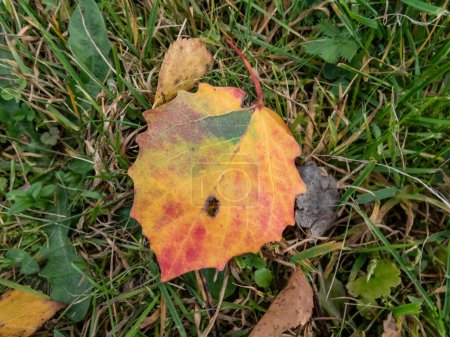 Téléchargez les photos : Feuille de tremble en automne sur le sol. Feuille changeant de couleurs avec vert, jaune, orange, violet, rouge. Changer de saison. Pigments d'automne - anthocyanine, chlorophylle, caroténoïde, tanine - en image libre de droit