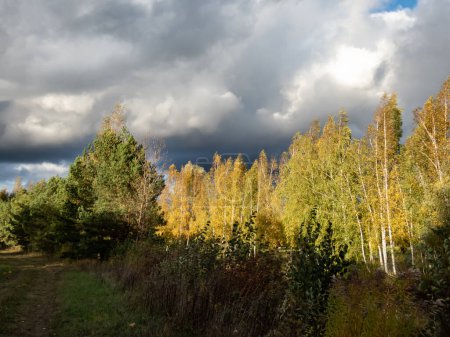 Téléchargez les photos : Beau paysage de paysages automnaux avec des bouleaux et de la végétation en jaune, orange et tons chauds avec ciel bleu et nuages blancs au-dessus - en image libre de droit