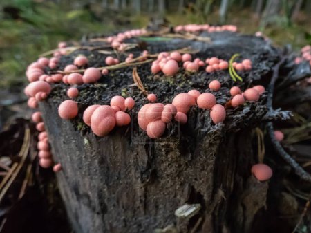 Photo for Close-up shot of the wolf's milk or groening's slime (Lycogala epidendrum) with small, pink fruiting bodies growing in a group on a large log - Royalty Free Image