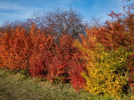 Téléchargez les photos : Vue d'une rangée d'arbustes aux feuilles rose vif, rouge, orange et jaune en automne sous un soleil éclatant. Paysages d'automne - en image libre de droit