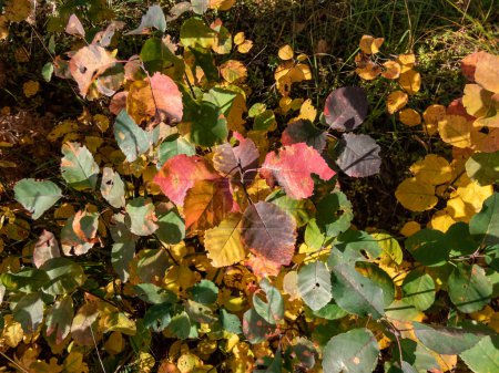 Téléchargez les photos : Feuilles d'arbre en jaune, rose, violet, brun et orange en automne sous un soleil éclatant. Paysages d'automne - en image libre de droit