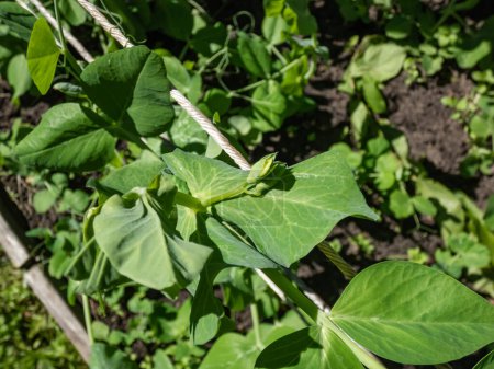 Foto de Macro disparo de capullo de flor blanca de planta de guisante de jardín verde (Pisum sativum) entre las hojas verdes en el jardín - Imagen libre de derechos