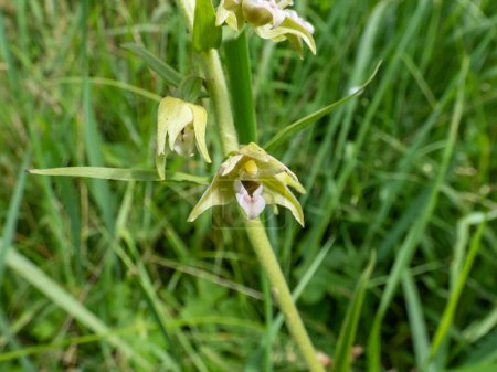Photo for The Broad-leaved helleborine (Epipactis helleborine). The flowers are arranged in long drooping racemes with dull green sepals, the lower labellum is pale red - Royalty Free Image