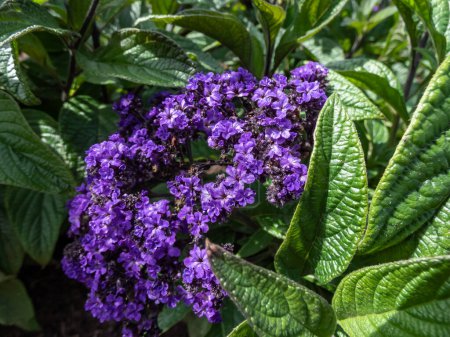 Photo for Heliotrope (Heliotropium arborescens) 'Mini marine' blooming with tall, scented deep violet-blue flowers in the garden in summer - Royalty Free Image