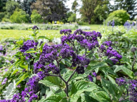 Photo for Heliotrope (Heliotropium arborescens) 'Mini marine' blooming with tall, scented deep violet-blue flowers in the garden in summer - Royalty Free Image
