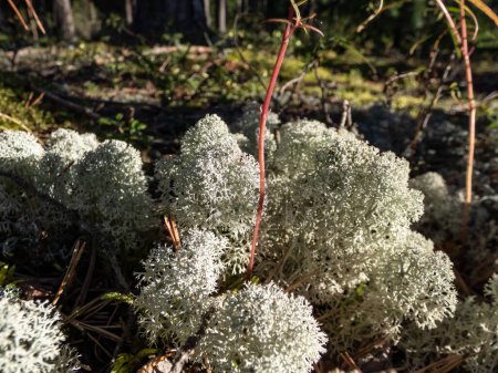 Photo for The Star-tipped cup lichen (Cladonia stellaris) that forms continuous mats and it forms distinct cushion-shaped patches and have dense branching in forest - Royalty Free Image