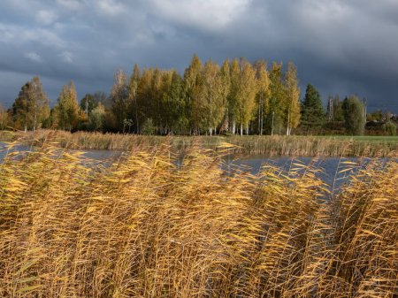 Téléchargez les photos : Beau paysage de paysages automnaux avec un grand lac, des bouleaux et des bouleaux et de la végétation dans des couleurs jaunes, orange et chaudes avec ciel bleu et nuages blancs au-dessus - en image libre de droit
