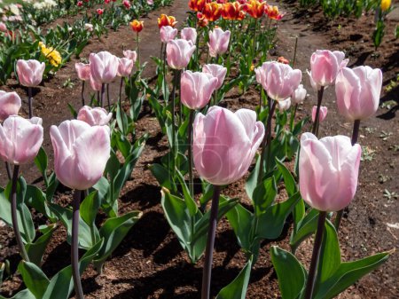 Foto de Tulipán 'Douglas bader' floreciendo con flores solteras, en forma de copa, rayadas, de color rosa profundo que se desvanecen a rosa pálido en el interior del jardín a la luz del sol brillante - Imagen libre de derechos