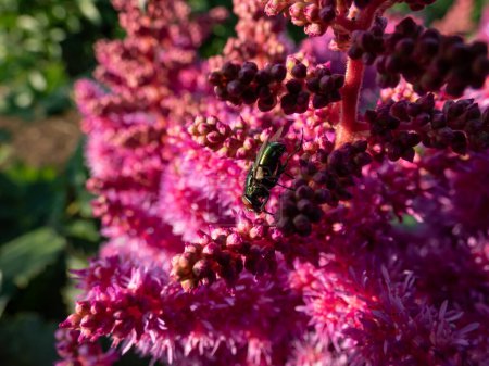 Photo for Close-up of the adult Common greenbottle, green blow fly (Lucilia caesar) sitting on a bright pink astilbe flower in the garden in bright sunlight - Royalty Free Image
