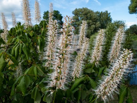 Photo for The bottlebrush buckeye (Aesculus parviflora) blooming with white flowers arranged in erect panicles, each flower has small white petals and protruding long stamens, in summer - Royalty Free Image