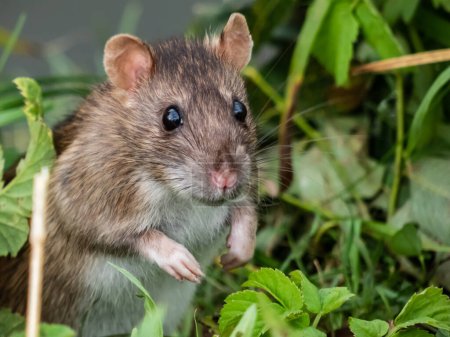 Téléchargez les photos : Gros plan du rat commun (Rattus norvegicus) avec une fourrure gris foncé et brune debout sur les pattes arrière dans l'herbe verte - en image libre de droit