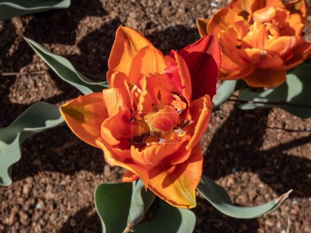 Photo for Award-winning Double late tulip 'Orange princess' blooming with warm orange petals flushed with reddish-purple and glazed lightly in warm pink in garden - Royalty Free Image