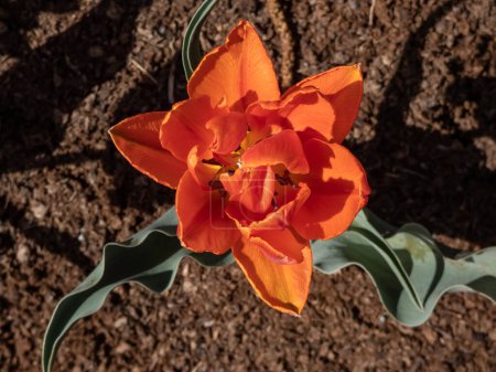 Photo for Award-winning Double late tulip 'Orange princess' blooming with warm orange petals flushed with reddish-purple and glazed lightly in warm pink in garden - Royalty Free Image