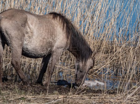 Photo for Female of the semi-wild Polish Konik horse next to her newborn baby foal minutes after giving birth in river water in floodland meadow in spring. Birth of a foal - Royalty Free Image
