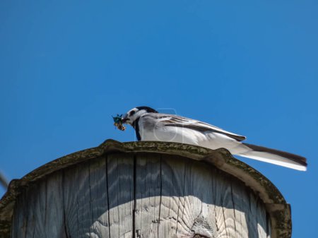 Téléchargez les photos : La queue d'aigle blanche (Motacilla alba) avec un plumage blanc et noir tenant les insectes dans le bec avant de nourrir ses poussins avec un fond bleu ciel - en image libre de droit
