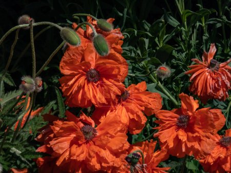 Nahaufnahme des orientalischen Mohns (Papaver orientale), der im Sommer mit orangefarbener Blüte im Beet blüht