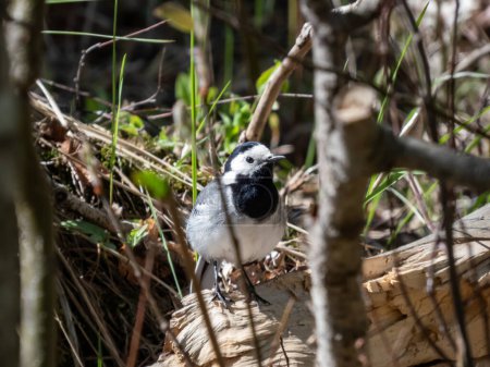Téléchargez les photos : La queue d'aigle blanche (Motacilla alba) au plumage blanc et noir et à la longue queue caractéristique qui bouge constamment debout sur une branche d'arbre parmi les arbres de la forêt - en image libre de droit