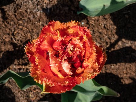 Photo for Tulip 'Sensual touch' blooming with bowl shaped apricot and orange flowers with densely packed with golden-apricot petals flushed with pink and incised pale edges in the garden - Royalty Free Image