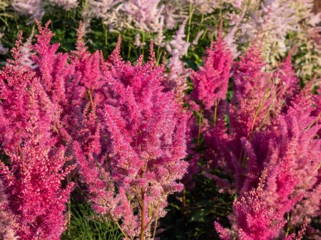 Hybrid Astilbe, False Spirea (Astilbe x arendsii) 'Gloria Purpurea' blooming with plumes of fluffy, rose red flowers over divided, dark purple leaves in the garden
