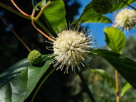 Flowering plant buttonbush, button-willow or honey-bells (Cephalanthus occidentalis) blooming in summer. Macro shot of white flower arranged in dense spherical inflorescence
