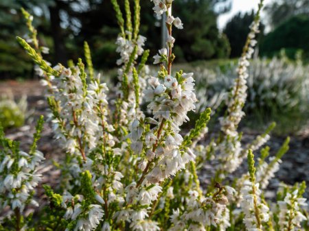 Macro of Calluna vulgaris 'Gul Bosnas' flowering with white flowers in bright sunlight in early autumn