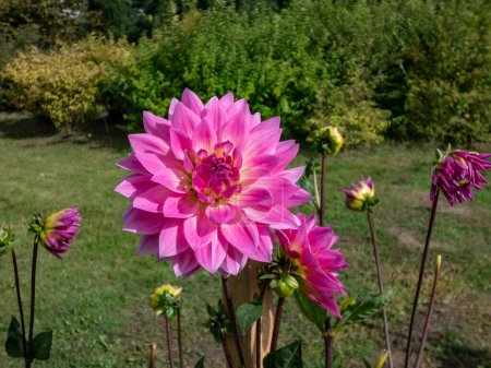 Photo for Dahlia 'Miss delilah' blooming with large flower with hot pink outer petals and a cooler creamy ring around the centre in the garden - Royalty Free Image