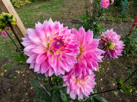 Photo for Dahlia 'Miss delilah' blooming with large flower with hot pink outer petals and a cooler creamy ring around the centre in the garden - Royalty Free Image