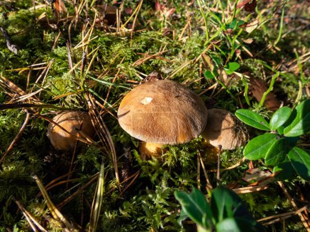 Photo for Brown - yellow perfect mushroom velvet bolete (Suillus variegatus) in dry leaves and moss in the forest. Close up of edible mushroom in the sunlight. Autumn background - Royalty Free Image