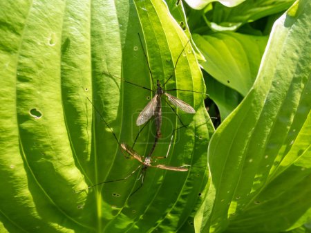 Photo for Close-up of a a couple of two adult Crane flies or mosquito hawks (Tipulidae species) mating on a green leaf in summer - Royalty Free Image
