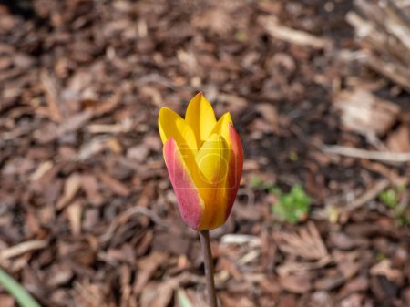 Photo for Award-winning Golden Lady Tulip (Tulipa clusiana var chrysantha) blooming with single, narrow yellow flowers flushed with reddish-brown outside in the garden in spring - Royalty Free Image