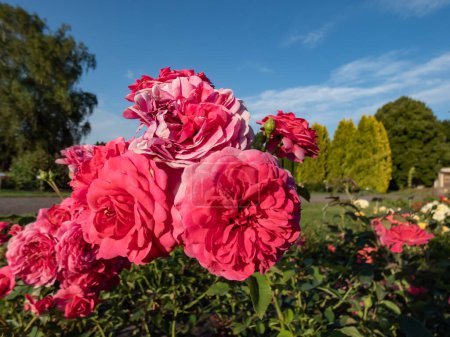 Photo for English Shrub Rose Bred By David Austin 'Sir John Betjeman' flowering with full petalled, crimson-red flowers in a park in bright sunlight - Royalty Free Image