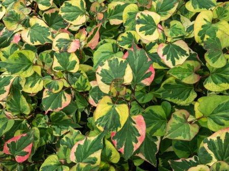 Foto de Planta camaleón (Houttuynia cordata) Variegata con hojas verdes aromáticas bellamente abigarradas con tonos de rojo, rosa, amarillo o crema - Imagen libre de derechos