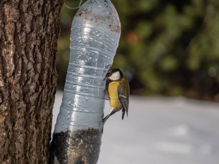 Photo for The Great tit (Parus major) visiting bird feeder made from reused plastic bottle with sunflower seeds in winter. DIY plastic bottle bird feeder - Royalty Free Image