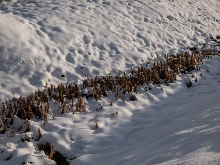 Téléchargez les photos : A deep ditch with cut reeds covered and surrounded with large amounts of white snow in winter - en image libre de droit