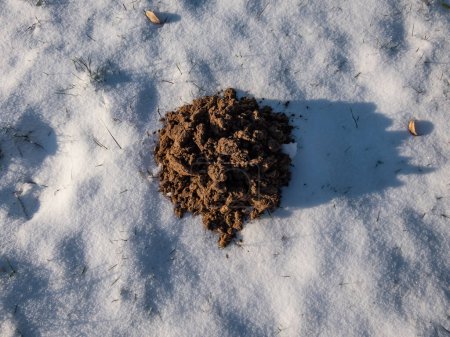 Foto de Close-up shot of the cone shaped mole mound (molehill) of soil and dirt among white snow surface in winter. European Mole (Talpa europaea) activity in winter - Imagen libre de derechos
