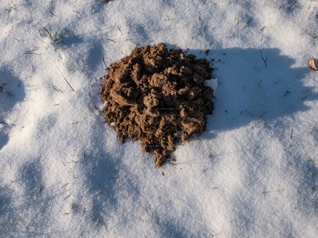 Foto de Close-up shot of the cone shaped mole mound (molehill) of soil and dirt among white snow surface in winter. European Mole (Talpa europaea) activity in winter - Imagen libre de derechos