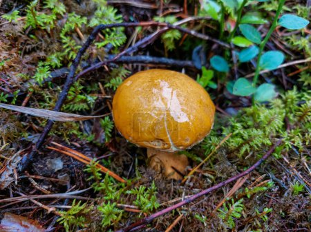 Photo for Brown - yellow perfect mushroom velvet bolete (Suillus variegatus) in dry leaves and moss in the forest. Close-up of edible mushroom. Autumn background - Royalty Free Image