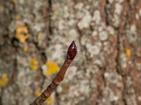 Photo for Close-up shot of a single, brown leaf bud on the end of a tree branch with blurred background in forest - Royalty Free Image