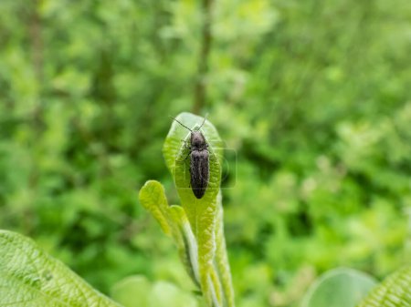 Téléchargez les photos : Close-up shot of the click beetle (Elateridae) on a green plant in a meadow in summer - en image libre de droit
