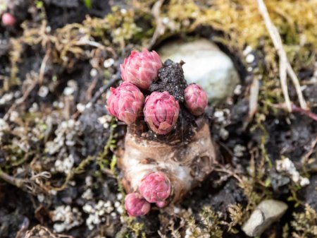Foto de Close-up shot of pink golden root or rose root (Rhodiola rosea) plant starting to emerging from the root with small, pink buds in spring - Imagen libre de derechos