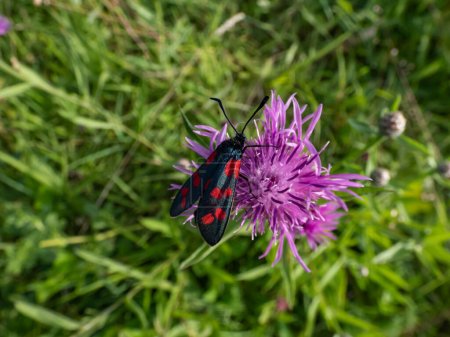 Téléchargez les photos : Close-up shot of the Narrow-bordered five-spot burnet (Zygaena lonicerae) on a flower in summer. The forewings have five crimson spots and a black basic colour, with a strong bluish reflection - en image libre de droit