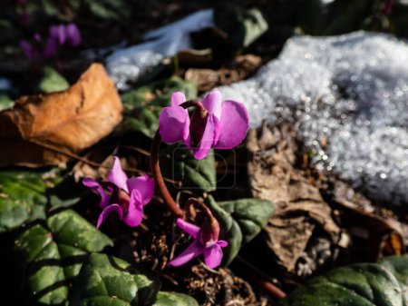 Photo for Close-up of the Persian violet, sowbread, Eastern cyclamen, round-leaved cyclamen (Cyclamen coum) with lovely heart-shaped, glossy leaves and small, rosy-purple flowers in early spring - Royalty Free Image