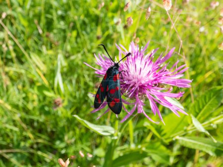 Photo for Close-up shot of the Narrow-bordered five-spot burnet (Zygaena lonicerae) on a flower in summer. The forewings have five crimson spots and a black basic colour, with a strong bluish reflection - Royalty Free Image