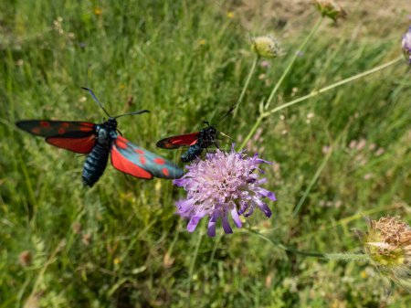 Photo for Close-up shot of the Narrow-bordered five-spot burnets (Zygaena lonicerae) on a flower in summer. The forewings have five crimson spots and a black basic colour, with a strong bluish reflection - Royalty Free Image