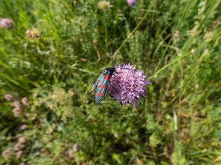 Photo for Close-up shot of the Narrow-bordered five-spot burnet (Zygaena lonicerae) on a flower in summer. The forewings have five crimson spots and a black basic colour, with a strong bluish reflection - Royalty Free Image