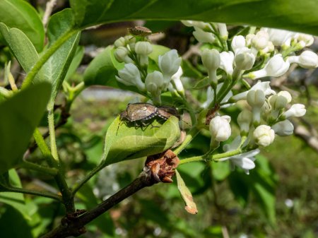 Foto de Primer plano de un par de chinches adultos o chinches peludos (Dolycoris baccarum) apareándose en las hojas de un árbol lila a la luz del sol - Imagen libre de derechos