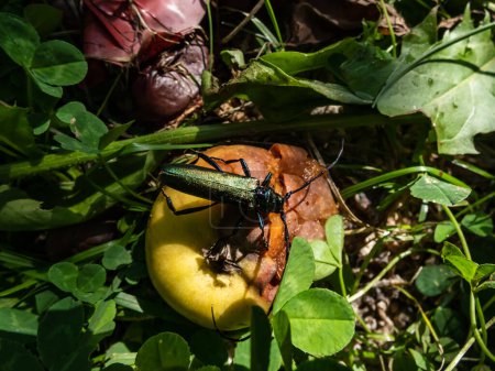 Foto de Escarabajo almizclero adulto (Aromia moschata) con antenas muy largas y tinte metálico cobrizo y verdoso sobre manzana medio podrida comiendo fruta en el suelo en verano - Imagen libre de derechos