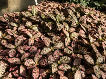 Makroaufnahme des bunten Laubes der Nervenpflanze - fittonia 'Pink Crinkle'. Markante Pflanze mit dunkelgrünen Blättern mit leuchtend rosa und weißen Adern
