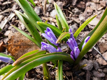Photo for Macro shot of Bossier's glory-of-the-snow or Lucile's glory-of-the-snow (Scilla luciliae - chionodoxa gigantea) Valentine Day lilac-pink flower buds appearing in the spring from the ground - Royalty Free Image