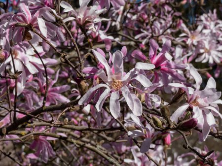 Photo for Close-up shot of the Pink star-shaped flowers of blooming Star magnolia - Magnolia stellata cultivar 'Rosea' in bright sunlight in early spring. Beautiful magnolia scenery - Royalty Free Image